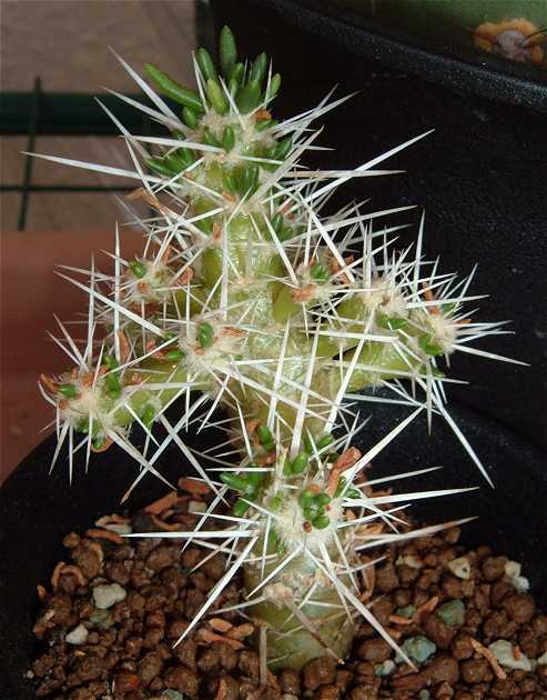 مایونیا پوپیجی